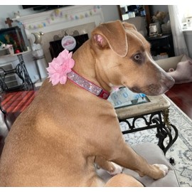 Haoyueer Cute Dazzling Sparkling Elegant Fancy Soft Suede Leather Bling Rhinestone Crystal Jeweled Pet Cat Dog Puppy Collar Dog Leash Combo Set (Hot Pink7, L)