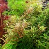 20 STEMS Rotala Rotundifolia Tropical Freshwater Aquarium Live Plant