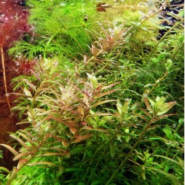 20 STEMS Rotala Rotundifolia Tropical Freshwater Aquarium Live Plant