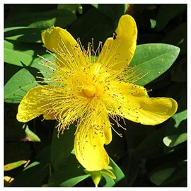 Everwilde Farms - 1/4 Lb Great St. John's Wort Native Wildflower Seeds - Gold Vault