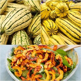 50+ Delicata Squash Seeds for Planting - Winter Squash Heirloom, Non-GMO Vegetable Squash Seeds