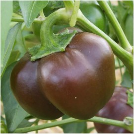 Southeast Seeds Chocolate Beauty Bell Pepper, NON-GMO, Heirloom, Variety Sizes, FREE SHIPPING - 125 Seeds