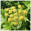 Everwilde Farms - 1/4 Lb Lovage Herb Seeds - Gold
