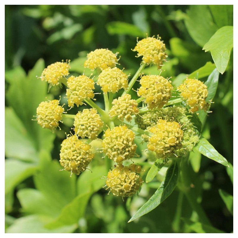 Everwilde Farms - 1/4 Lb Lovage Herb Seeds - Gold
