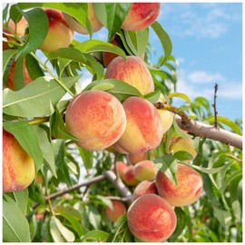 5+ Seed Nemaguard Peach Fruit Tree Seed for Planting Outdoor-Non-GMO Heirloom Sweet Fruit Plant in Your Home Garden