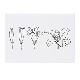 'Bloom Lily' Temporary Tattoo - Water Resistant, Skin-Safe, Non-Toxic Transfer (TO00079253)