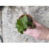 Bonsaisteve Quercus wislizeni seedling, Interior Live Oak, California Evergreen Oaks