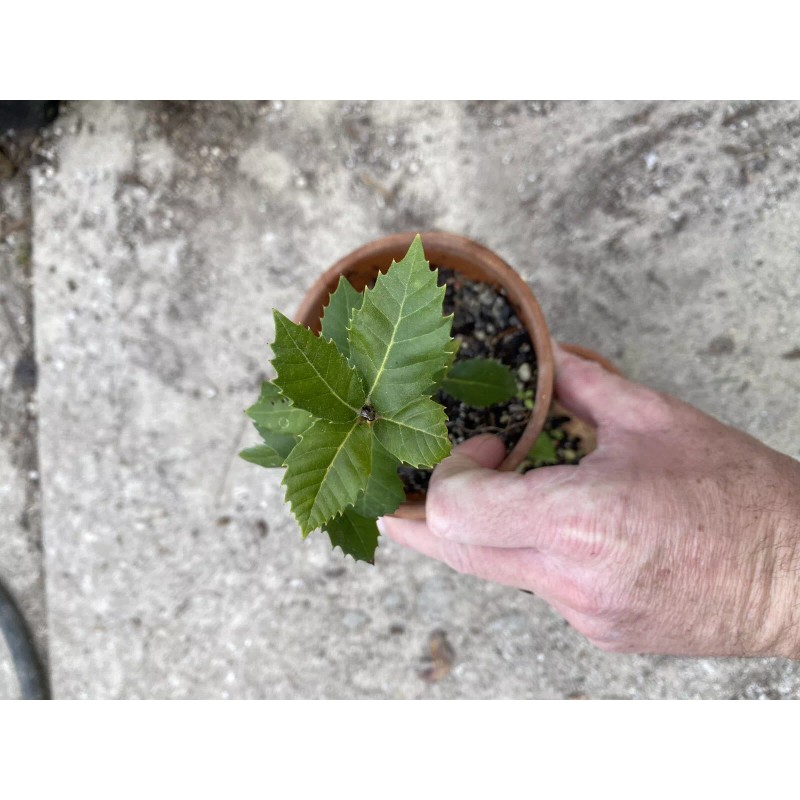 Bonsaisteve Quercus wislizeni seedling, Interior Live Oak, California Evergreen Oaks