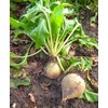 TomorrowSeeds - White Albino Beet - 200+ Count - Mangel