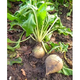 TomorrowSeeds - White Albino Beet - 200+ Count - Mangel Turnip Garden Beetroot Sugar Sweet Blankoma Avalanche Snow Beets Root Vegetable Seeds for 2025 Season