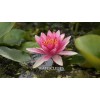 3 Pack Live Hardy Water Lilies Pre-Grown Tuber Rhizome Purple,