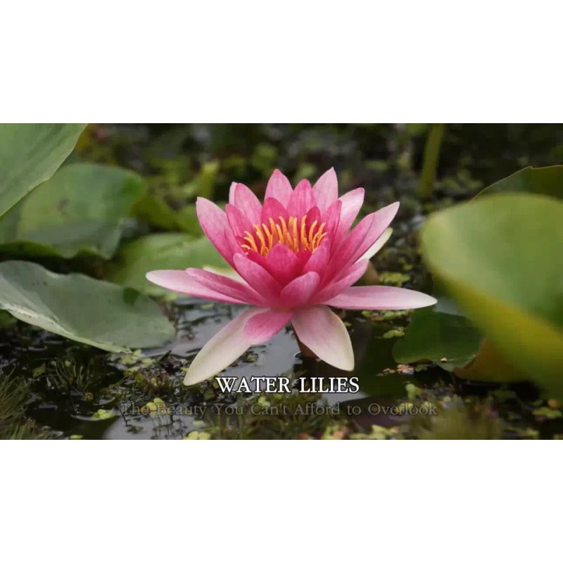 3 Pack Live Hardy Water Lilies Pre-Grown Tuber Rhizome Purple,