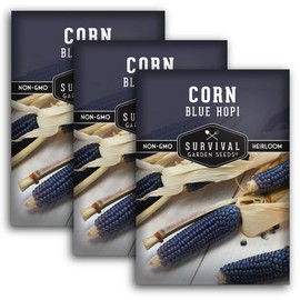 Blue Hopi Corn Seeds for Planting - 3 Packets with Instructions to Plant and Grow Heritage Blue Maize in Your Home Vegetable Garden - Non-GMO Heirloom Variety - Survival Garden Seeds