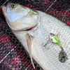 Monkey Lures Turbo Lui Jig Spinner, Weight: 10 g, Monkey