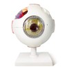 EVOTECH SCIENTIFIC Human Eye Anatomy Model, 6 Parts 6X Enlarged