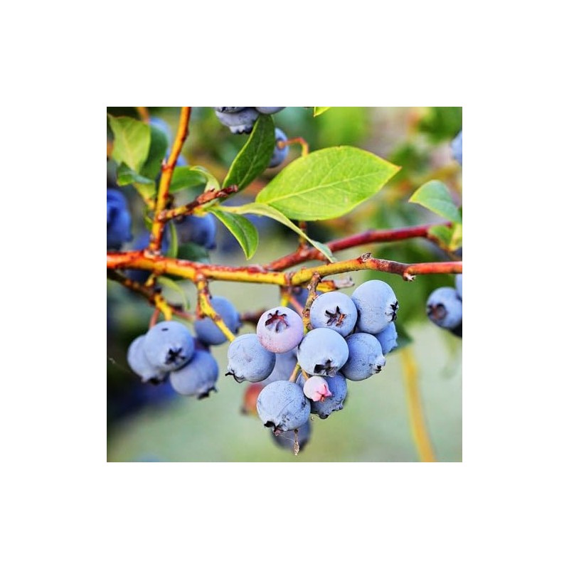 Generic Brightwell Blueberry Shrub, Rabbiteye, Abundant Harvests, Vigorous Growth, Ornamental