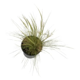 Mexican Feather Grass Plant Outdoor Garden Decor, Decorative Grass Live Plants, Grass Wall Plants Landscape Edging, Ornamental Grass Plants Live Outdoor Plants Live, Tall Plants by Plants for Pets