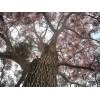 Hortaflor 40 Semillas Roble Rosado Tabebuia Selección Árbol Exótico