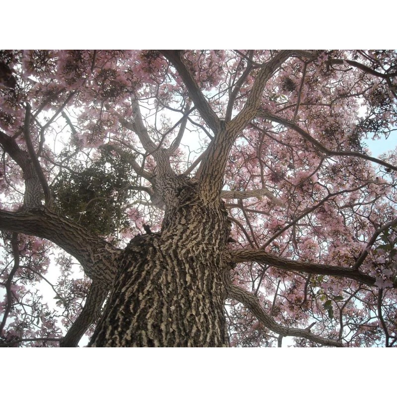 Hortaflor 40 Semillas Roble Rosado Tabebuia Selección Árbol Exótico
