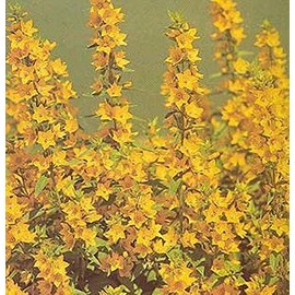 Lysimachia Punctata Perennial Seeds