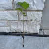 FixtureDisplays Rose Of Sharon Hibiscus Organic Live Plant w/ Roots
