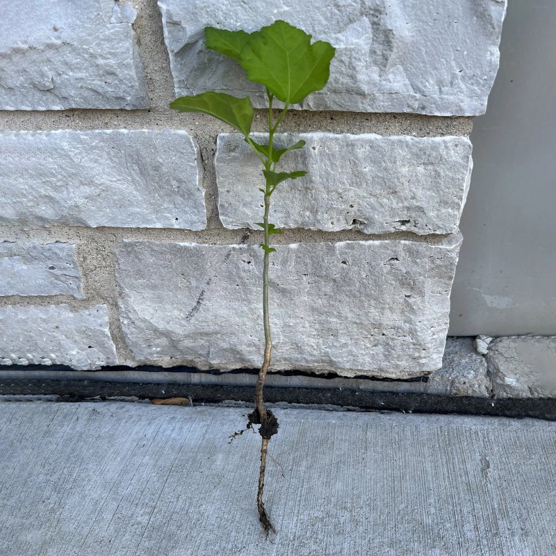 FixtureDisplays Rose Of Sharon Hibiscus Organic Live Plant w/ Roots