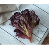 KIRA SEEDS - Seeds Red Indoor Lettuce - 20 Days