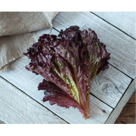 KIRA SEEDS - Seeds Red Indoor Lettuce - 20 Days for Salad - Heirloom Vegetable - GMO Free