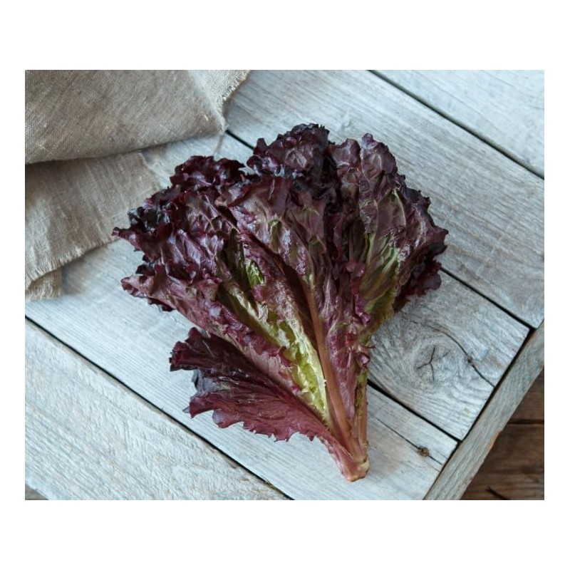 KIRA SEEDS - Seeds Red Indoor Lettuce - 20 Days
