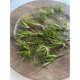 12 Creeping Rush-Great for nano aquariums and tanks with sand substrate!