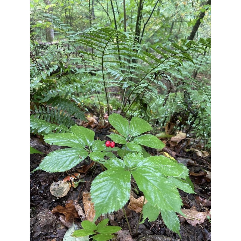 Wild American Ginseng Leaf Extract 1Fl Oz Dropper Bottle
