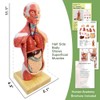 2024 Newest Design Human Skeleton Model,Heart Models-Best Anatomy Model Bundle