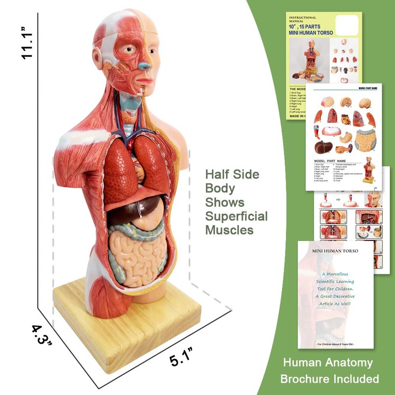 2024 Newest Design Human Skeleton Model,Heart Models-Best Anatomy Model Bundle