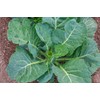 Freedom Farms Bulk Seeds - Mylar Bag - Non-GMO -