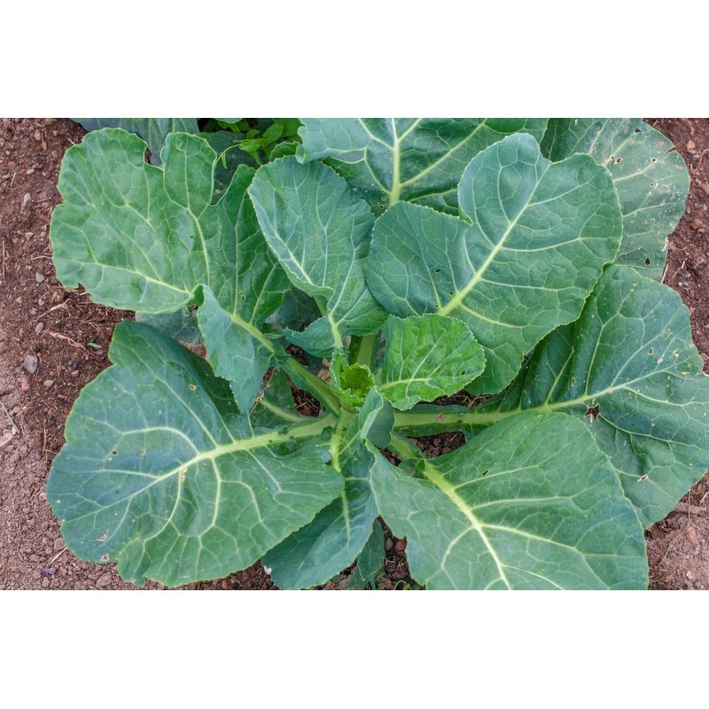 Freedom Farms Bulk Seeds - Mylar Bag - Non-GMO -