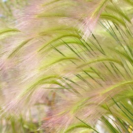 Outsidepride Hordeum Jubatum Ornamental Grass Plant Seed - 1000 Seeds