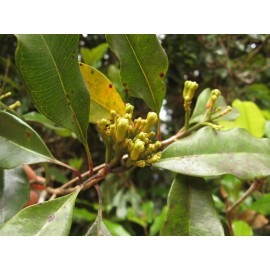 Aromatherapy 5ml Clove Pure&Natural Syzygium aromaticum/Eug - 5 ml