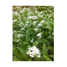 PREMIER SEEDS DIRECT - GARLIC WILD - RAMSONS (ALLIUM URSINUM) - 110 SEEDS