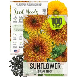 Seed Needs, Dwarf Teddy Sunflower Seeds - 100 Heirloom Seeds for Planting Helianthus annuus - Double Petaled Blooms, Attracts Pollinators/Butterflies (1 Pack)