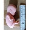 1 hard plastic model fetus, unusual medical fetal doll, abortion