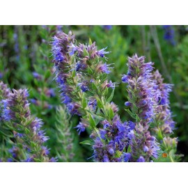 Southeast Seeds Hyssop Seeds, Bees & Butterflies, Blue-Violet, Variety Sizes, FREE SHIP - 12.5k Seeds or 1/4 OZ