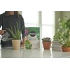 Miracle-Gro Succulent Potting Mix, for Indoor Succulents, Aloe Vera and