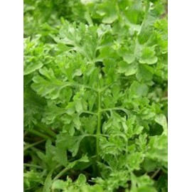 Fresh 3000 Curled Garden Cress Seeds Non-GMO Heirloom | USA Seller