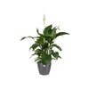 elho Brussels Round 18 - Flower Pot for Indoor -