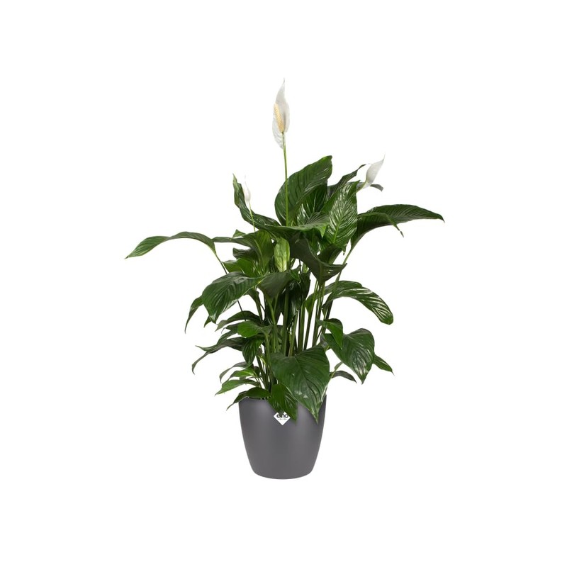 elho Brussels Round 18 - Flower Pot for Indoor -