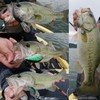 Daiwa Steez Crank 300F-DR 61 mm Ayu Crankbait Lead-Free