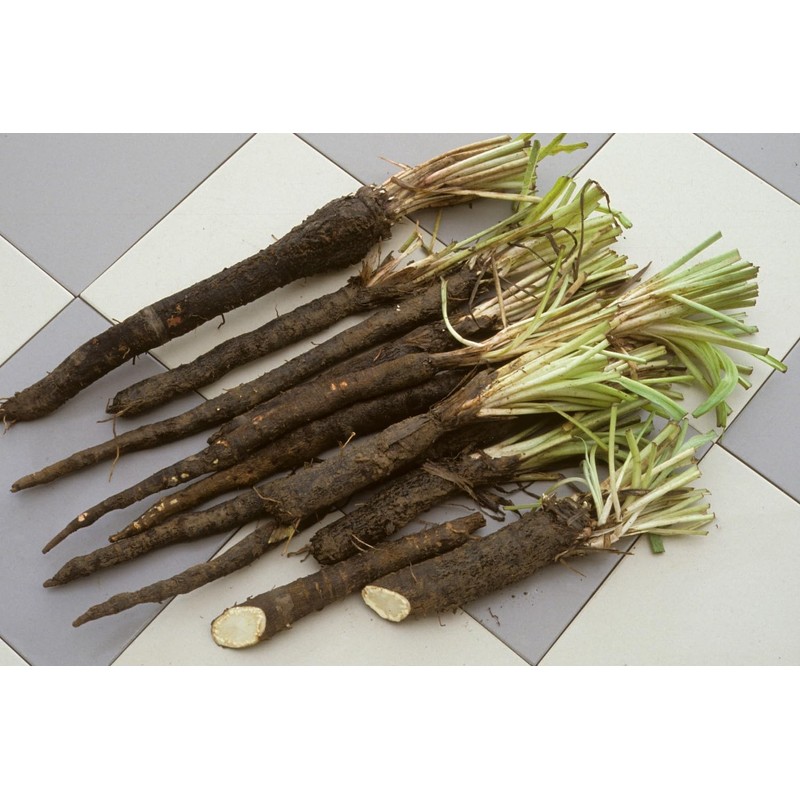 Seeds Salsify Black Root Scorzonera Heirloom Vegetable for Planting Non