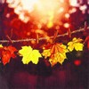 20 Napkins Autumn Leaves in Sunshine as Table Decoration for Autumn 33 x 33 cm