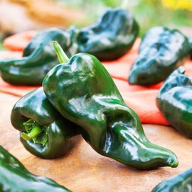 TomorrowSeeds - Poblano Pepper Seeds - 900+ Count - for 2026 Planting Traditional Dark Green Mexican Red Mild Chile Relleno Heirloom Vegetable Grow Your Own Home Farm Patio Healthy Sustainable Living