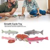 Bnineteenteam Growth Cycle Model Material Safe Odorless Vivid Real Salmon